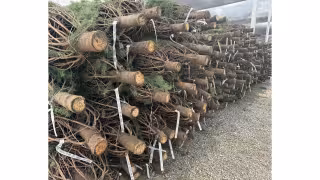 Wholesale Christmas Tree Prices to Hold Steady as 91% of Growers Skip Hikes