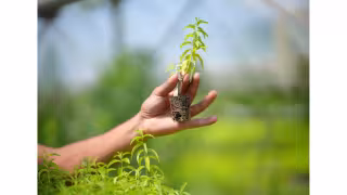 SUANNUTRA Localizes Lemon Verbena Supply Chain in Valencia, Spain