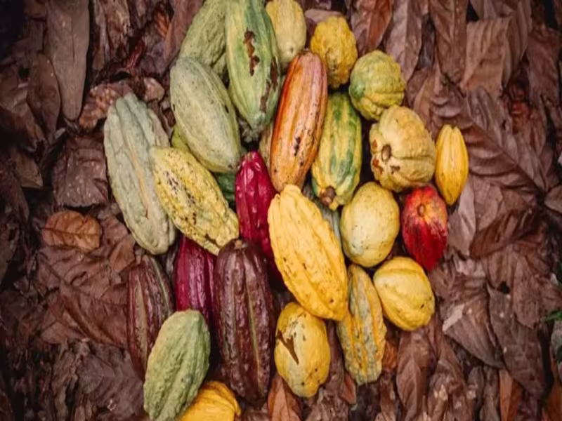 Safeguarding the Global Cocoa Supply Chain: Nestlé Maps 95% of Cocoa Genetic Diversity