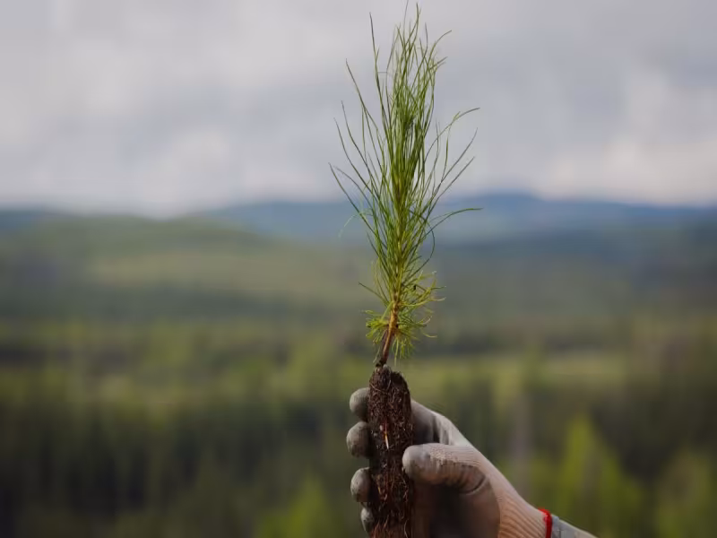 West Fraser Idles Alabama OSB, Arkansas Mills After $80M Q3 Loss